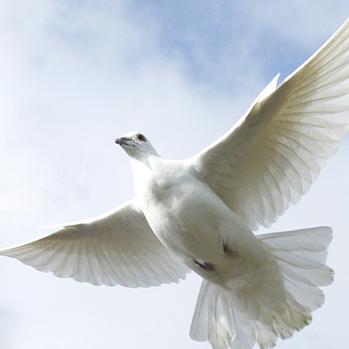 Una paloma lanzada en la ceremonia en conmemoración del Día Internacional de la Paz. Foto ONU/Mark Garten
