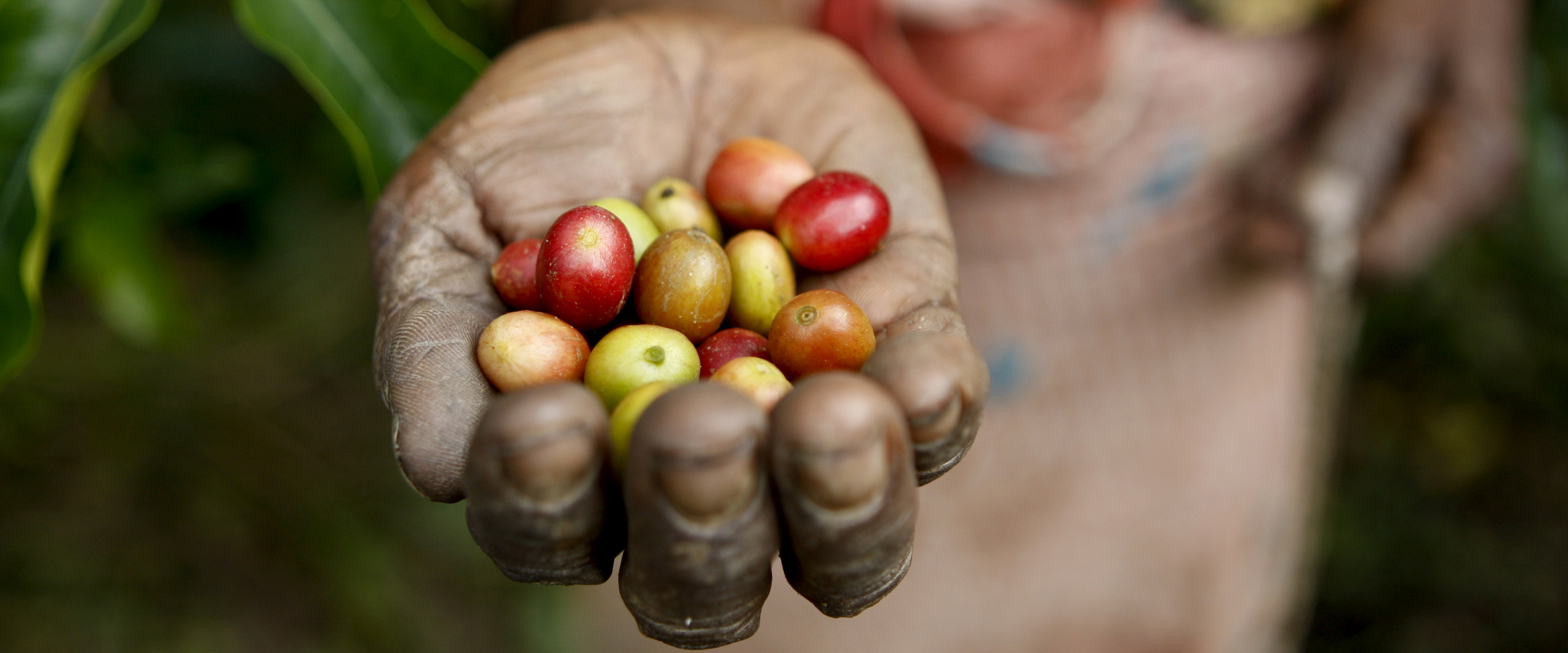 Magdalena Salsinha muestra granos de café, uno de los cultivos más importantes de Timor Leste. 