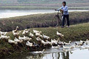 Patos, personas y arrozales, principales factores de los brotes de gripe aviar