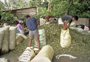 Esta fotografía fue tomada en 1991, en lo que entonces era la principal zona productora de coca de Bolivia, la región del Chapare, donde la hoja de coca seca
estaba empacándose en sacos para su transporte. Foto: J. Sailas/PNUFID