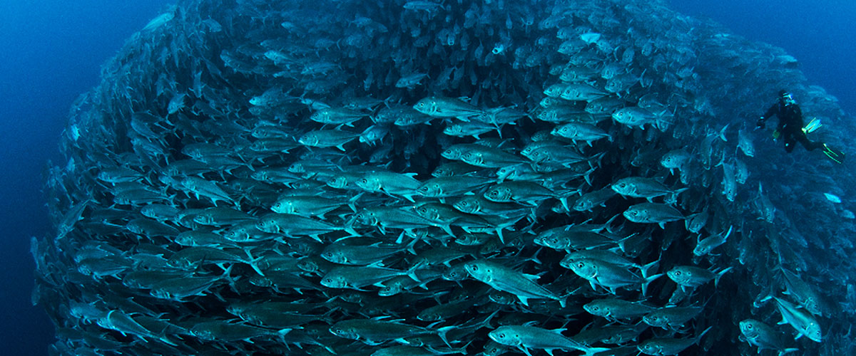 Un plongeur près d'un banc de poissons.