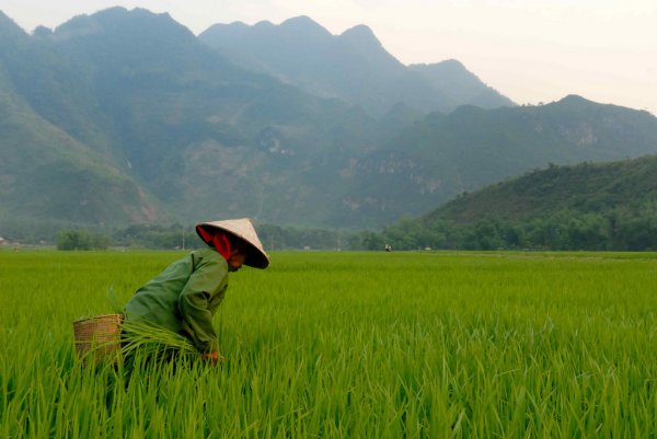 A man wearing a hat stands in a rice paddy, and is surrounded by mountains.