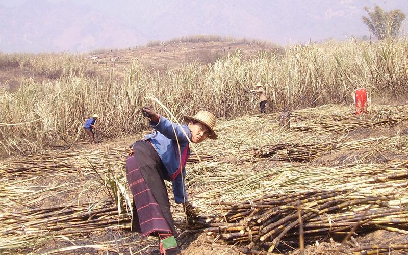 An older woman wearing a straw hat bends over in a sugarcane plantation. There are several people working behind her in the photo. There is a hill in the distance and a sugarcane plantation.