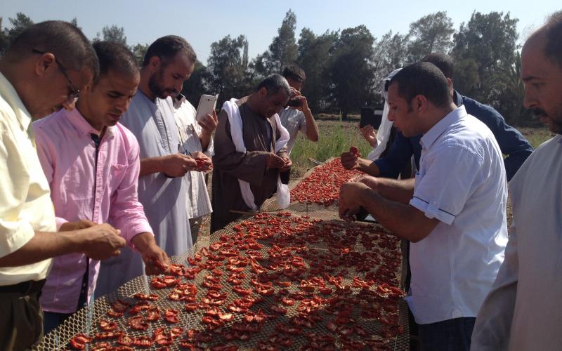 Several men are pictured in front of a table of dried tomatoes. Most of them are holding a tomato in their hands to examine it.