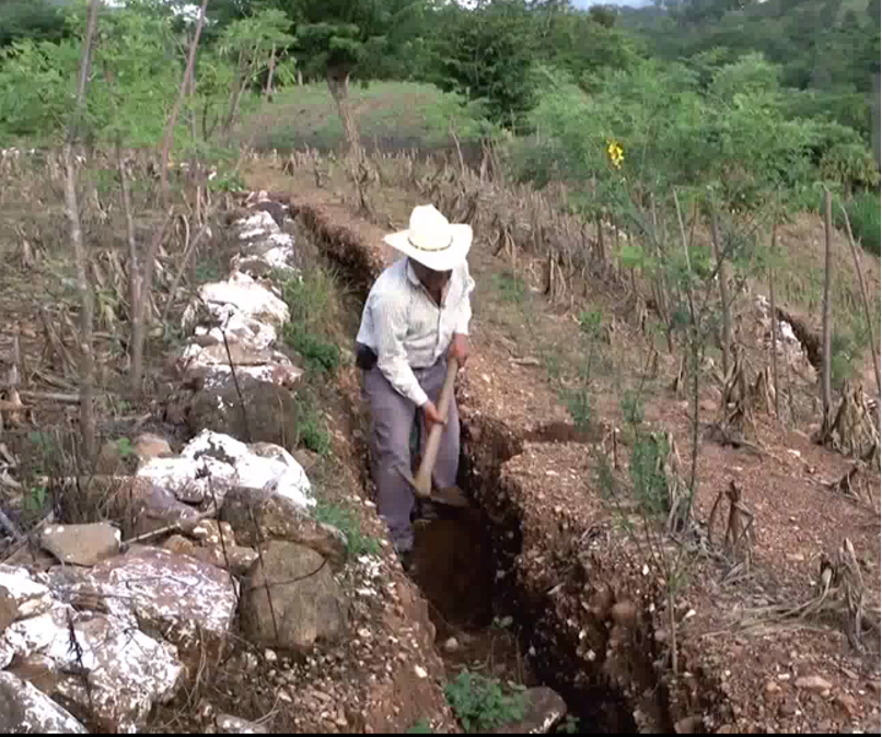 In the Dry Corridor, low levels of ground water affect soil fertility. Mario Moscoso (pictured above) digs trenches along his farm to collect rainwater, capture humidity more efficiently, and improve the condition of his land.