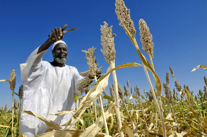 Sudan programme page photo A man dressed in white in harvesting his crops. He is kneeling down in a large field.