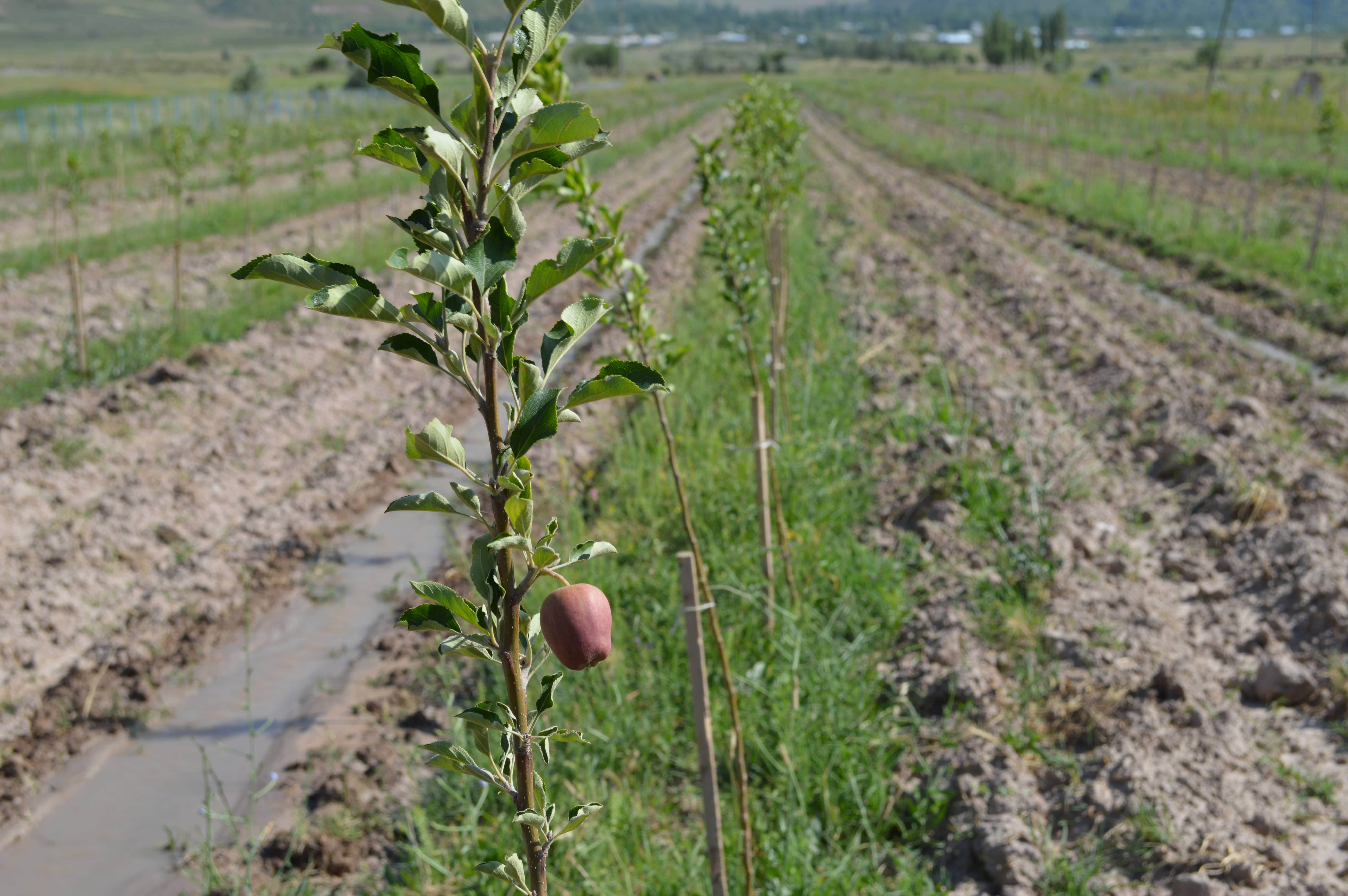 The photo is a close up shot of a plant growing in a field in the Rasht Valley. There is a small apple growing on the tree.