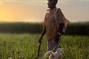 An elderly man stands in a green field with a dog. He looks out to the distance and is holding a long knife. There is a sunset in the background and a sugarcane plantation.