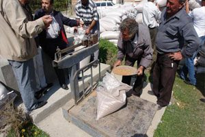 Five men stand around a bag of fruit tree seedlings. One man is bending over to place some seedlings into a bag. There are hundreds of fruit tree seedling bags in the backdrop.