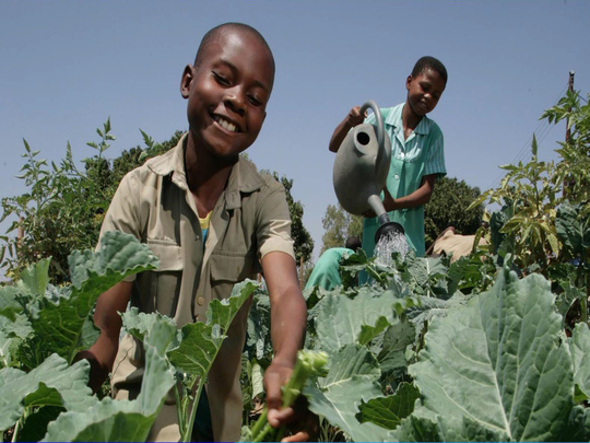 Students and the schoolmaster plant crops for the garden at Nhema Primary School.