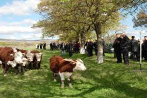 Several brown and white cows stand in a lush green field surrounded by trees. A dozen individuals are watching the cows from the side of a road.