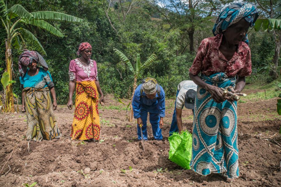 Picture of the community planting trees in Comoros. 