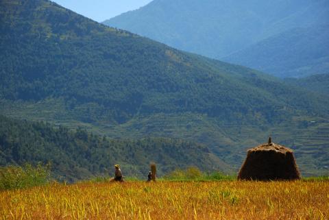 UN Photo Rice farmers at work in Bhutan