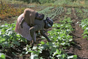 woman working in field with a child on her back