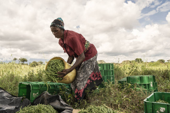 Una mujer clasifica los frijoles que ha recolectado por la mañana en una de las granjas de Njukini Corporative en Taveta, Kenya.