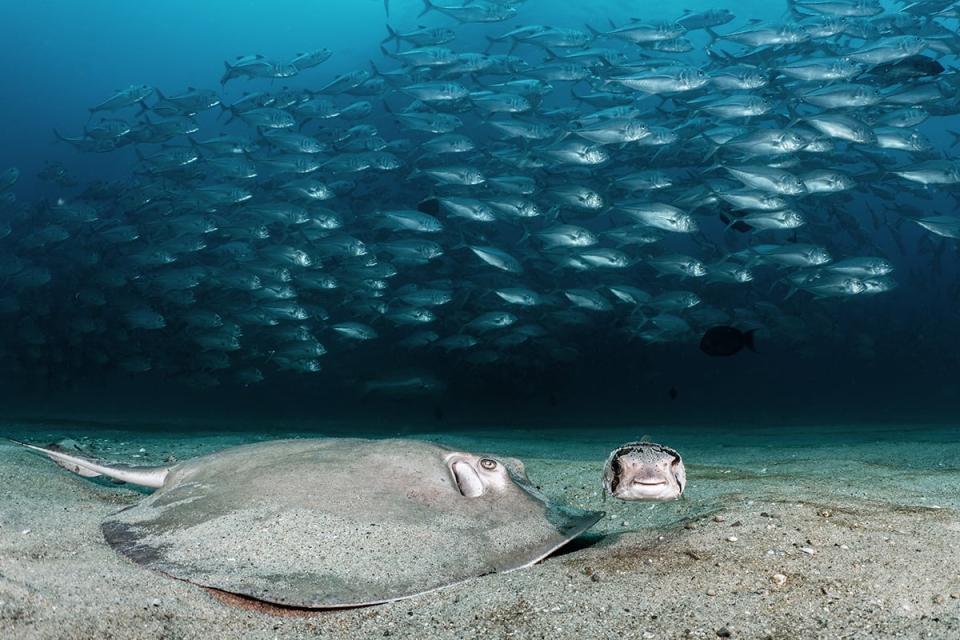 Underwater sea scapes. Photo: Nicolas Hahn, UN World Oceans Day Photo Competition