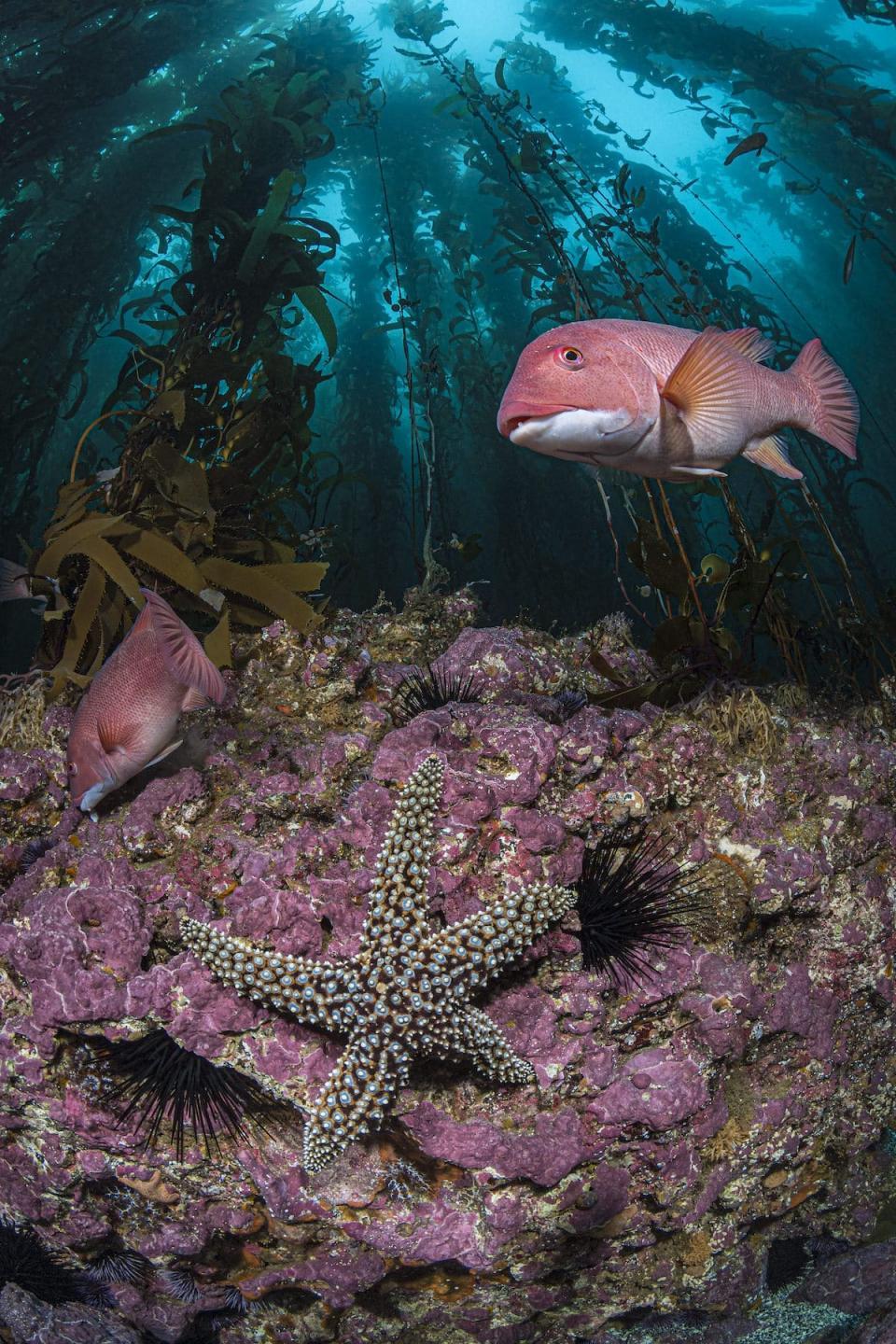 Underwater Seascapes. Photo: Klostermann, 2020 UN World Oceans Day Photo Competition 