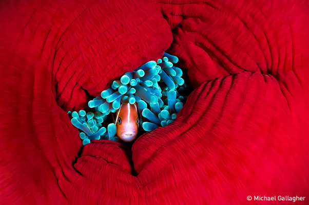 Pink skunk anemone fish in anemone. Photo: Gallagher, UN World Oceans Day Photo Competition 
