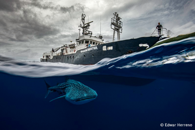 Whale shark under research vessel. Photo: Herreno, UN World Oceans Day Photo Competition 