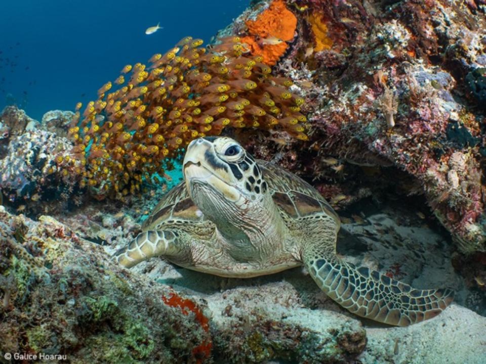 Turtle beneath colourful fish and coral. Photo:  Hoarau, UN World Oceans Day Photo Competition