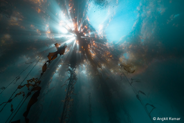 Kelp stalks, Point Lobos, California USA. Photo: Ankit Kumar, UN World Oceans Day Photo Competition