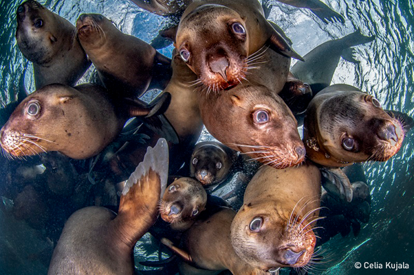 Group of steller sea lions, Photo: Kujala, UN World Oceans Day Photo Competition