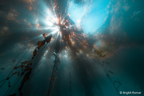 Lumière traversant le varech dans l'eau.  Photo : Kumar, concours photo de la Journée mondiale des océans des Nations Unies