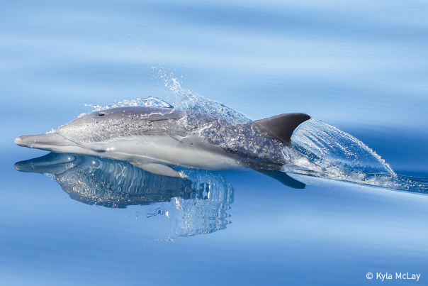 Dolphin breaking water surface. Photo: McLay, UN World Oceans Day Photo Competition 