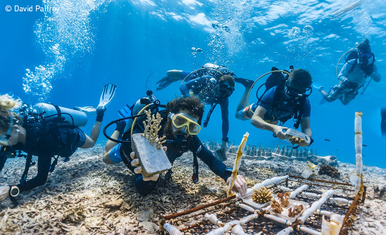 Divers and coral restoration project. Photo: Palfrey, UN World Oceans Day Photo Competition Divers and coral restoration project. Photo: Palfrey, UN World Oceans Day Photo Competition