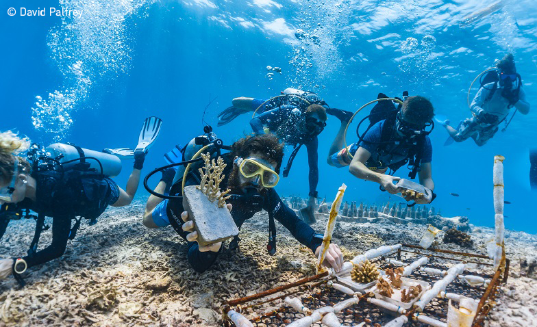 Divers and coral restoration project. Photo: Palfrey, UN World Oceans Day Photo Competition 