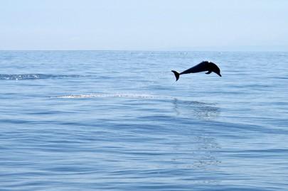 A dolphin leaps through the waters off Atauro Island, Timor-Leste. UN Photo/Martine Perret