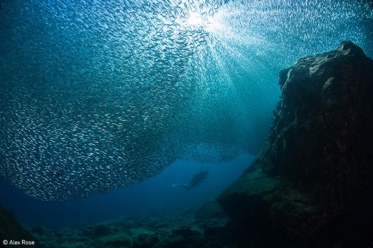 Plongeur sous banc de poissons.  Photo : Rose, concours photo de la Journée mondiale des océans des Nations Unies