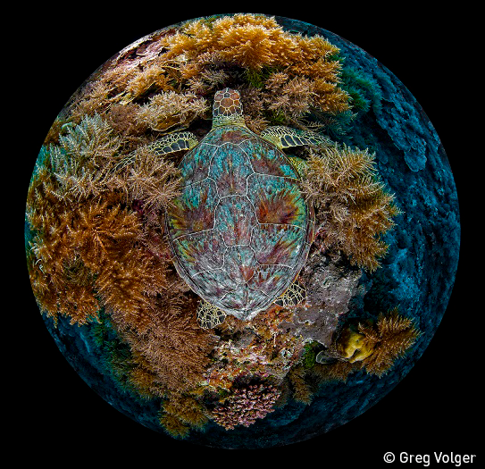 Green turtle on reef. Photo: Volger, UN World Oceans Day Photo Competition