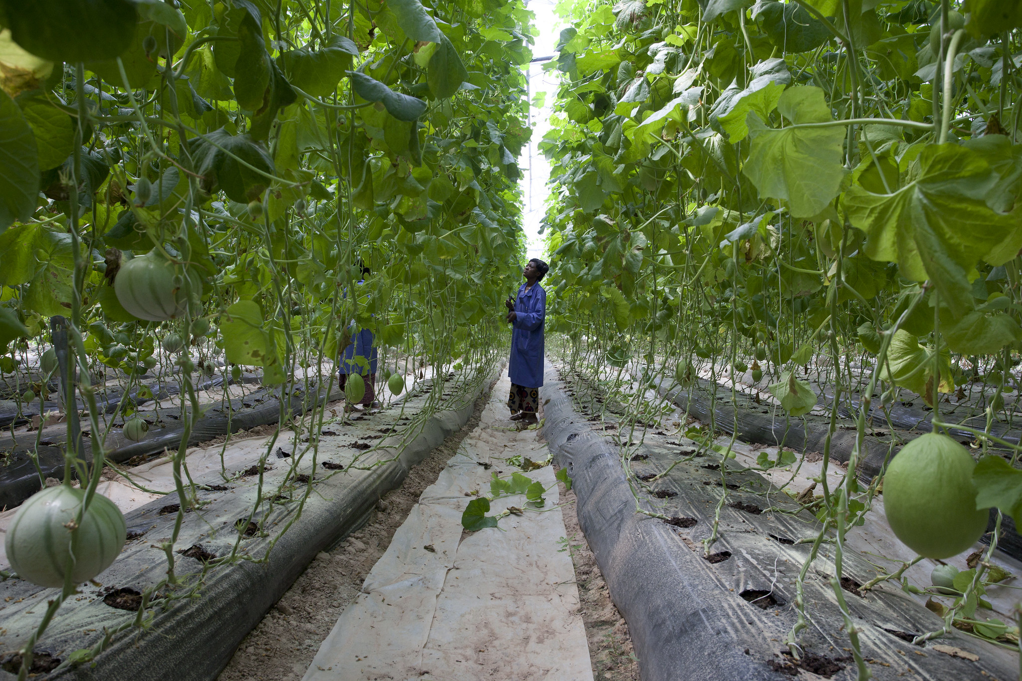 The greenhouse of Sidibe Argo-Techniques in Katibougou Village, outside Bamako, Mali