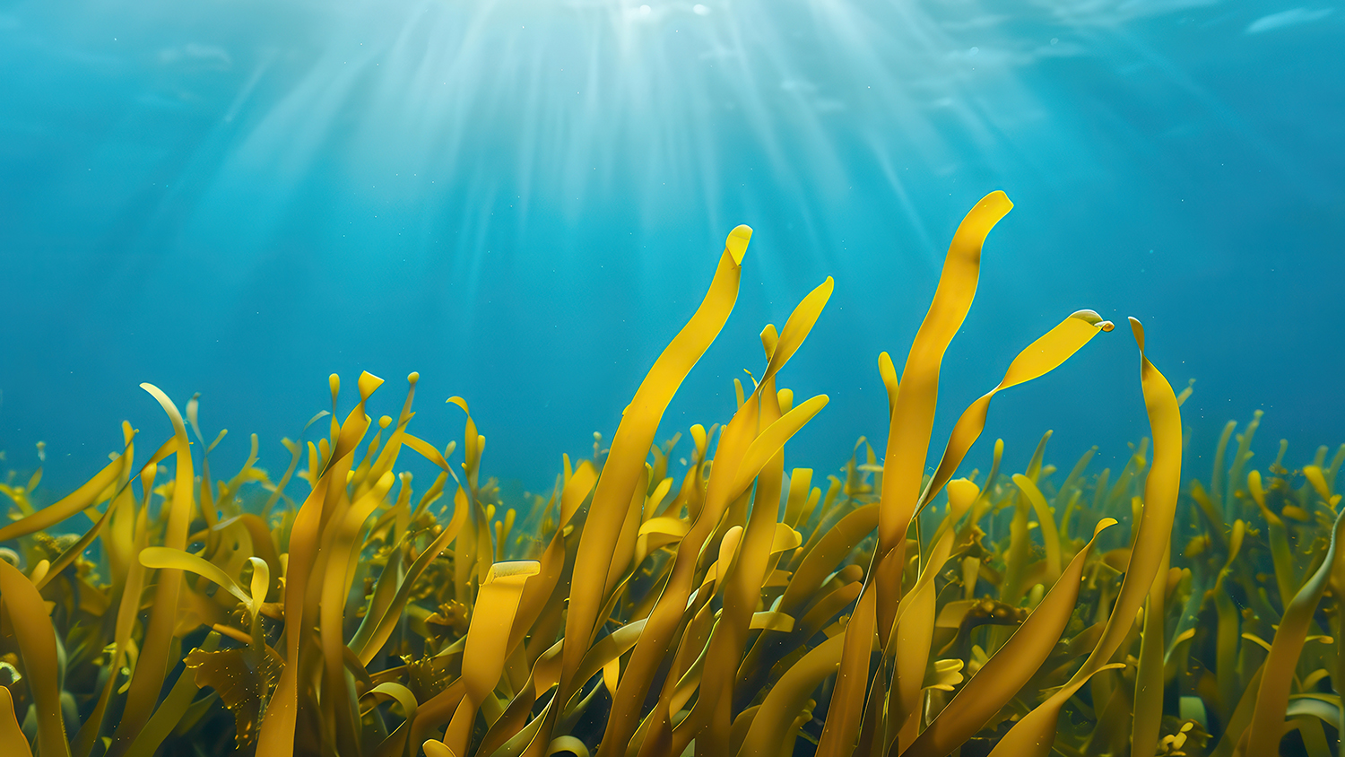 Underwater Scene