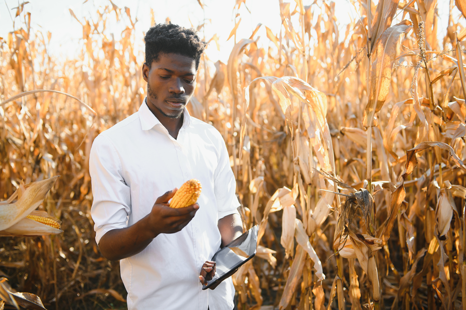 A young farmer checks the status of the harvest with a tablet in his hand