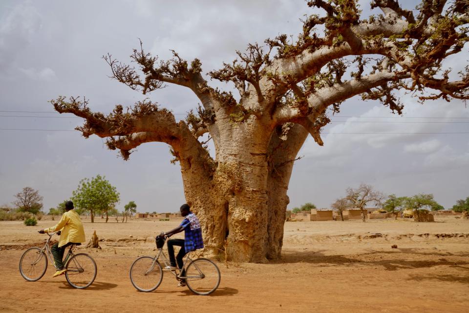 Two cyclists ride by a baobab tree in rural Northern Burkina Faso