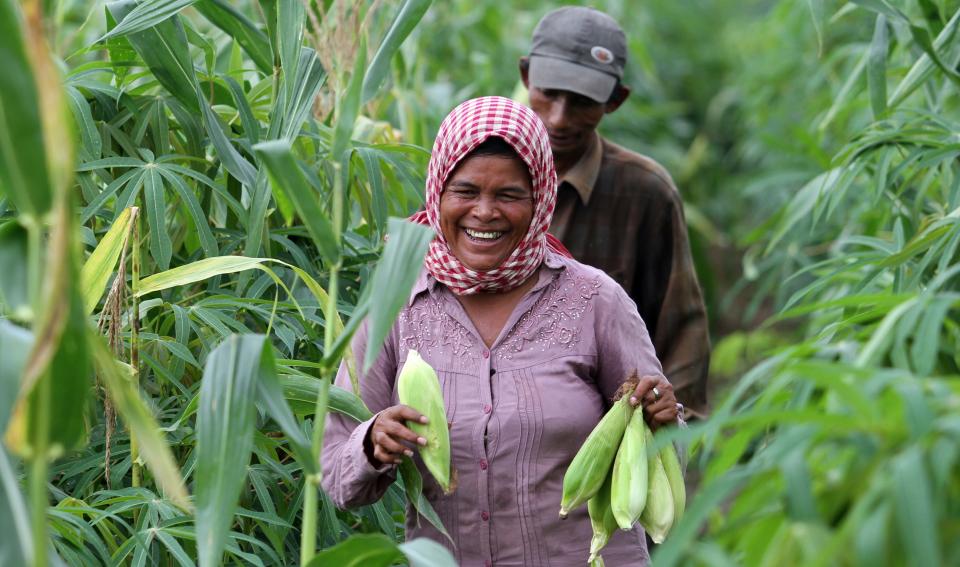 The corn harvest in Kampong Cham, Cambodia​​​​​​​