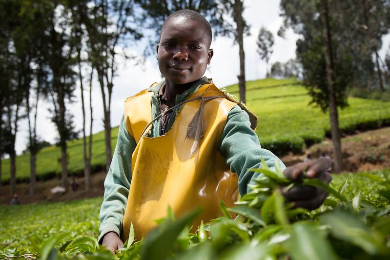 Kitabi Tea Processing Facility