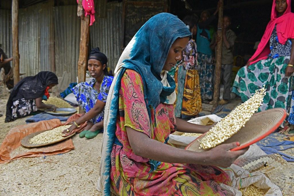 Women winnow corn, to remove the chaff before milling the crop in Ethiopia.