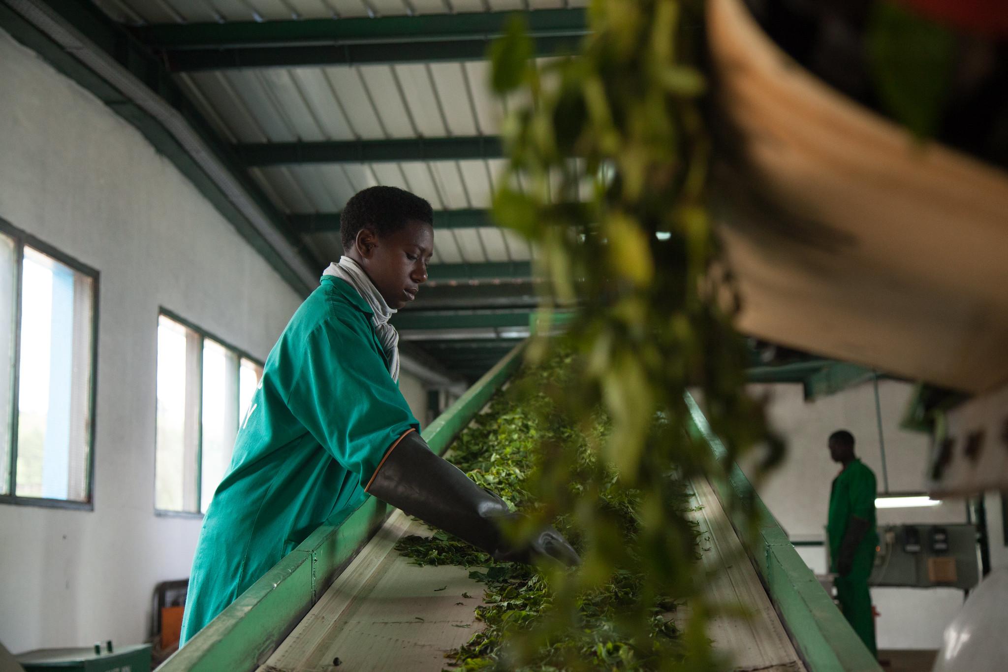 The Kitabi tea processing facility in Kitabi, Rwanda