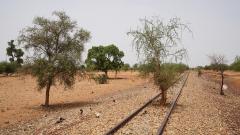 Trees grow in train tracks Credit: UNOCHA/Giles Clarke