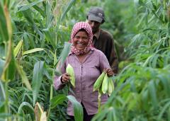 Agriculture is a key sector in Cambodia due to the predominance of the rural population