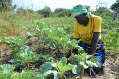 Supporting small-scale farmers and women’s groups variety of seeds, tools and equipment in Sudan.