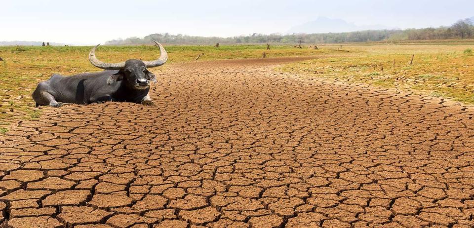 Photo on the effects of drought on farming