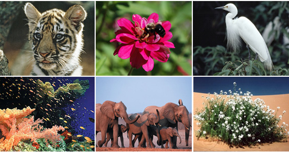 Фотографии флоры и фауны
