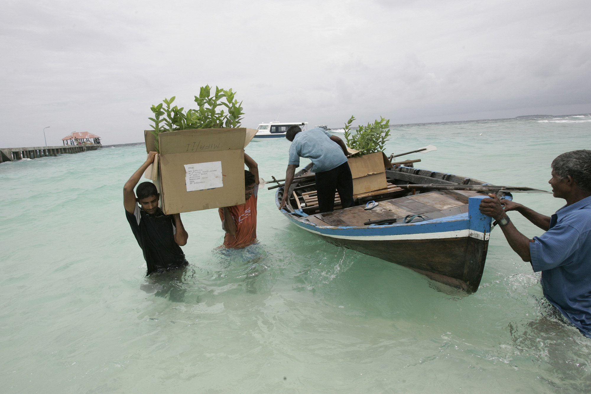 FAO and partners deliver manure, seed, guava seedlings and tools to island communities in the Maldives. 