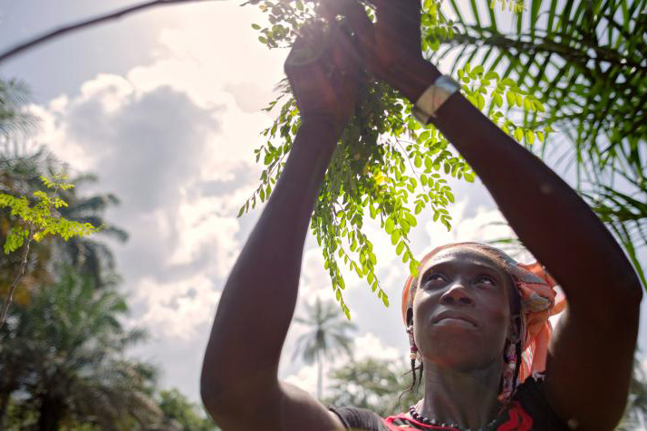 Woman in Katfoura, Guinea, collects the leaves of a moringa tree.