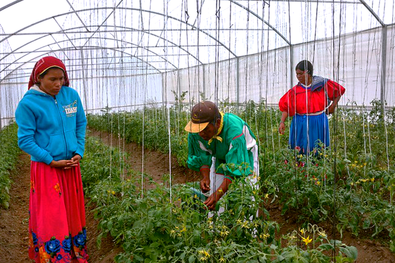 Two women and a man are tending to their tomatoes inside a green house.