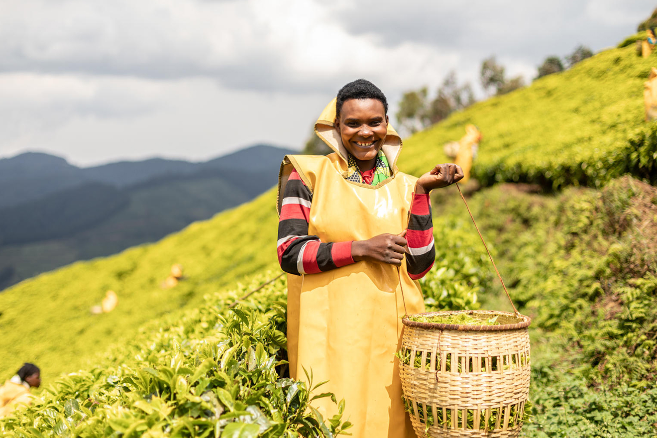 Josephine nyirakarenga 31 is a tea plucker on nyabihu tea plantation josephine-nyirakarenga-31-is-a-tea-plucker-on-nyabihu-tea-plantation